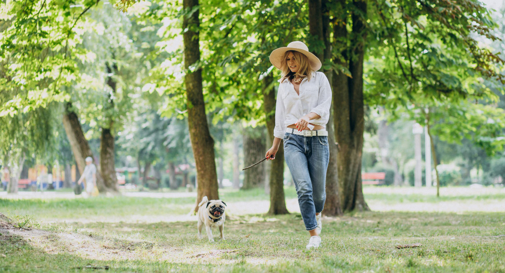 Cachorro passeando no parque